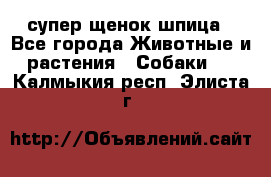 супер щенок шпица - Все города Животные и растения » Собаки   . Калмыкия респ.,Элиста г.